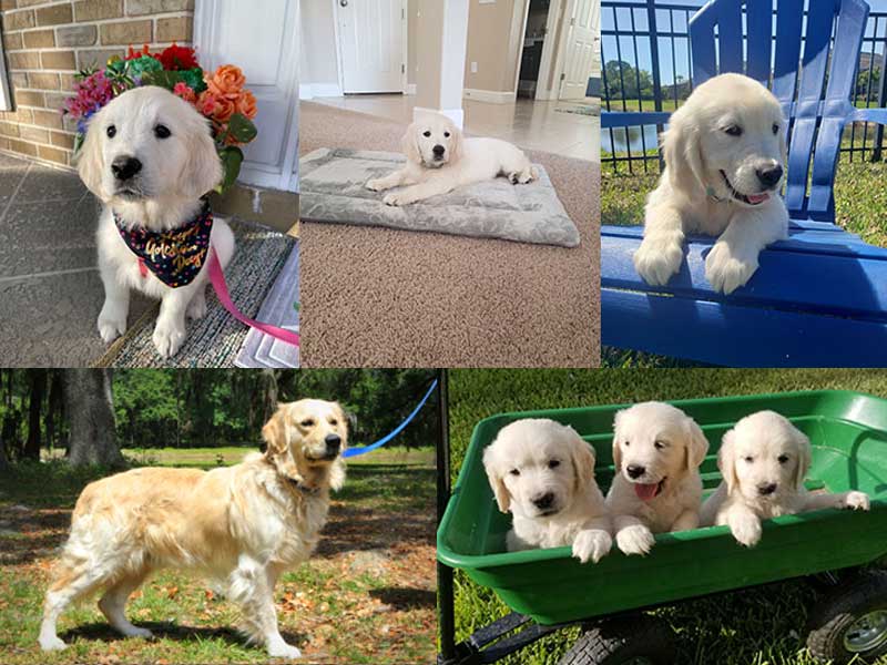 Paradise Golden Retrievers