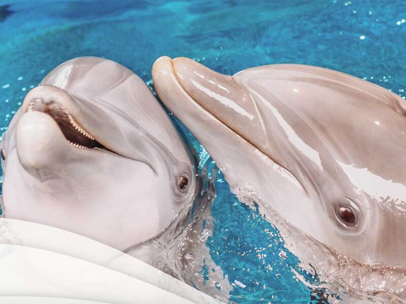 Clearwater Marine Aquarium