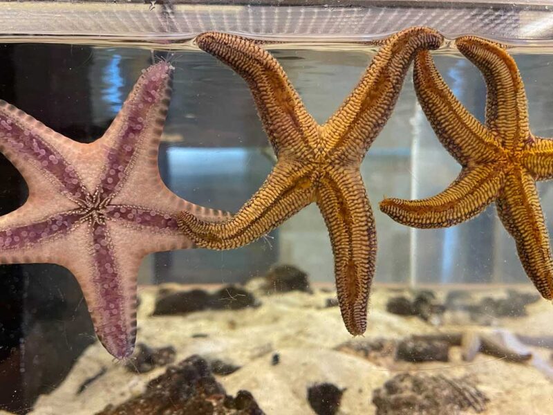 Pier Aquarium, Inc., dba Marine Exploration Center