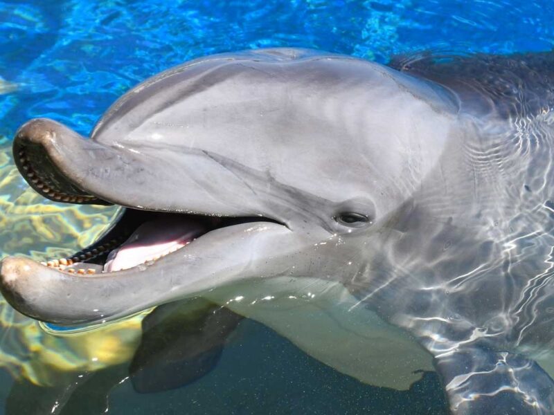 Marineland Dolphin Adventure