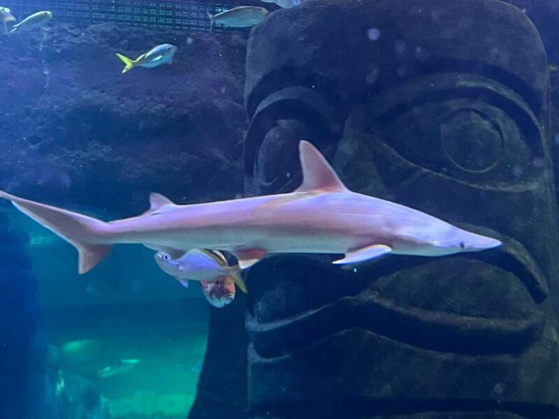 Orlando SeaLife Aquarium