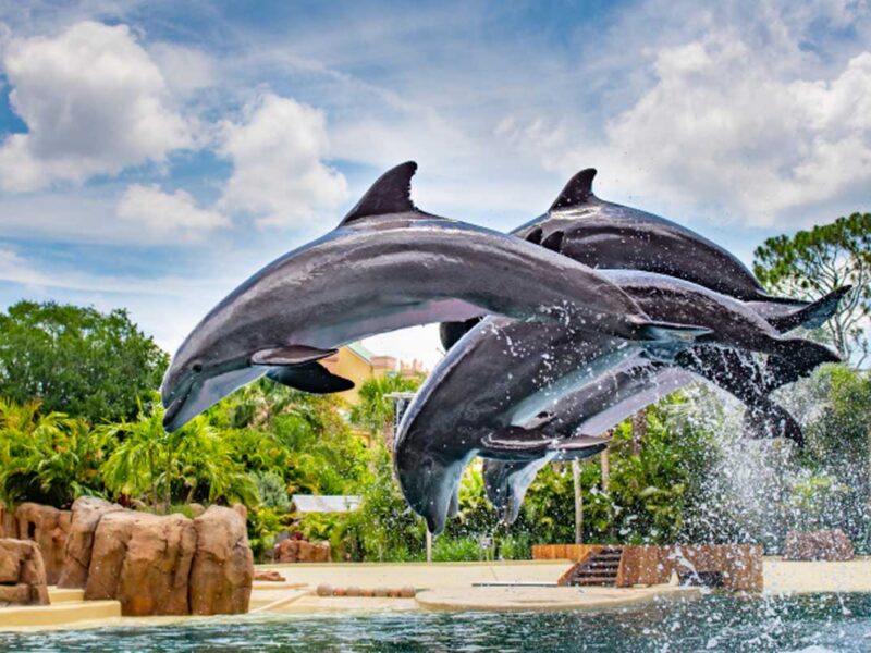 Discovery Cove